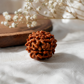 Two Mukhi Haridwar Rudraksha | Leela